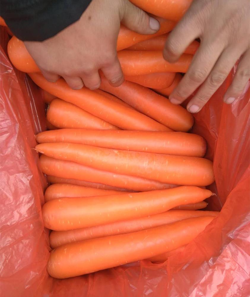 Sizes S:80-150g M:150-200g L:200-250g XL:250-300g 3L:300g & up Product origin :Shandong province,china Supply Markets: Mid East,Africa,Southeast Asia,South