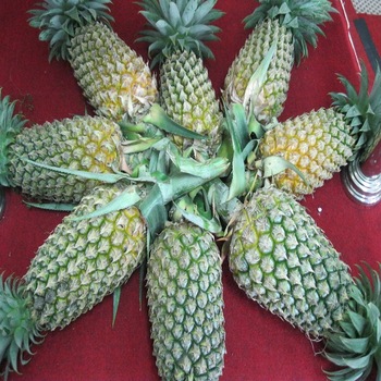 Product Name 100% export oriented fresh Organic Pineapple Origin: South AFrica Specification (Size) 1-3 kgs /peices, Color Yellow, green Minimum Order Quantity