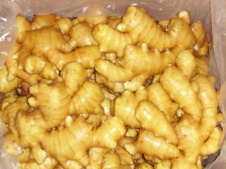 Ginger buyers/fresh ginger Features and specifications of our fresh