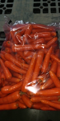 Fresh Carrot from SPAIN