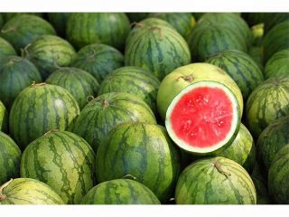 Product Type : Melon Cultivation Type : Common Maturity
