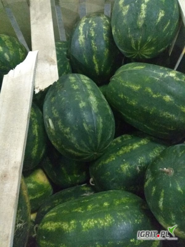 I will sell premium watermelon
