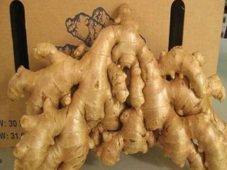 Wholesale price of organic fresh premium ginger We are