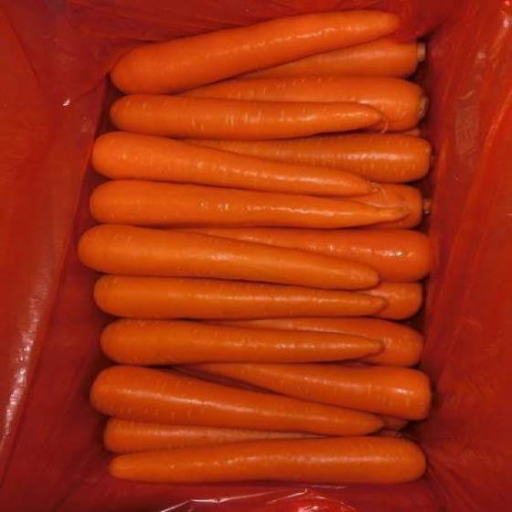 Carrots Variety: Carrots Type: Common Certification 9001 Color: yellow, purple and red Brand Name: Elbardy for export Size: 150-200, 200-250, 250-300 and 300