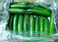 Specifications of fresh cucumber From Cyprus STAGE 1 SGS Quality Certificate A fresh cucumber from Cyprus and other parts in Europe Fresh cucumber Size: 10:12