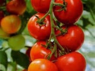We are the leading producers of all kinds of