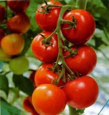 We are the leading producers of all kinds of fresh vegetables in the world, as well as the best quality, which is why we are looking for buyers who can buy in