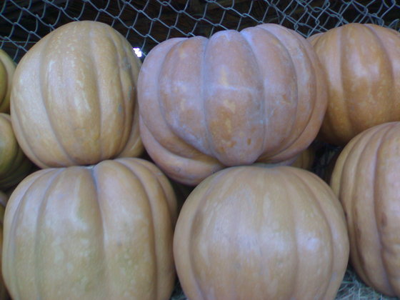 Dear Valuable Buyer, We are one of the leading exporters of Fresh Pumpkin, food and breaters