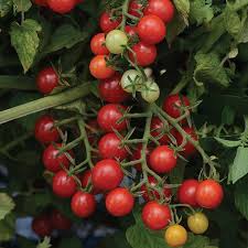 We are the leading producers of all kinds of fresh vegetables in the world, as well as the best quality, which is why we are looking for buyers who can buy in