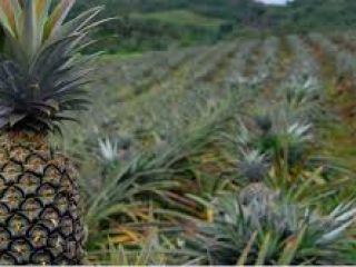 Fresh pineapples 1. Medium: 1 to 1.4 kg /