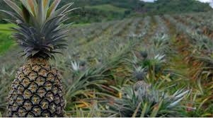 Fresh pineapples 1