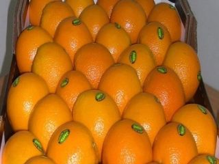 Fresh Fresh Orange for sale Sizes: 44/48/56/64/72/80/88/100/113/125 Gasket: Standard