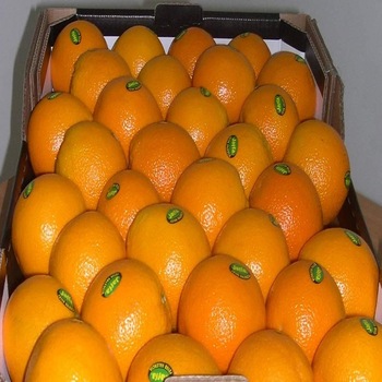 Fresh Fresh Orange for sale Sizes: 44/48/56/64/72/80/88/100/113/125 Gasket: Standard cartons Net weight 15 kg, gross weight 16 kg / carton Shipping : 25 MT /