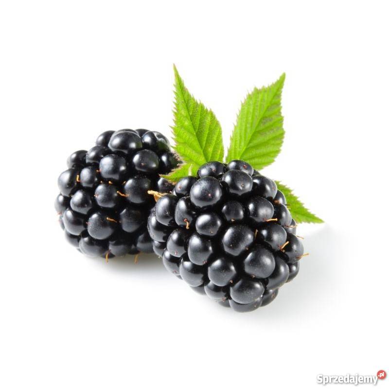 Fresh, tasty and healthy