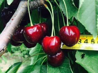Our company offers delivery of the best sweet cherries
