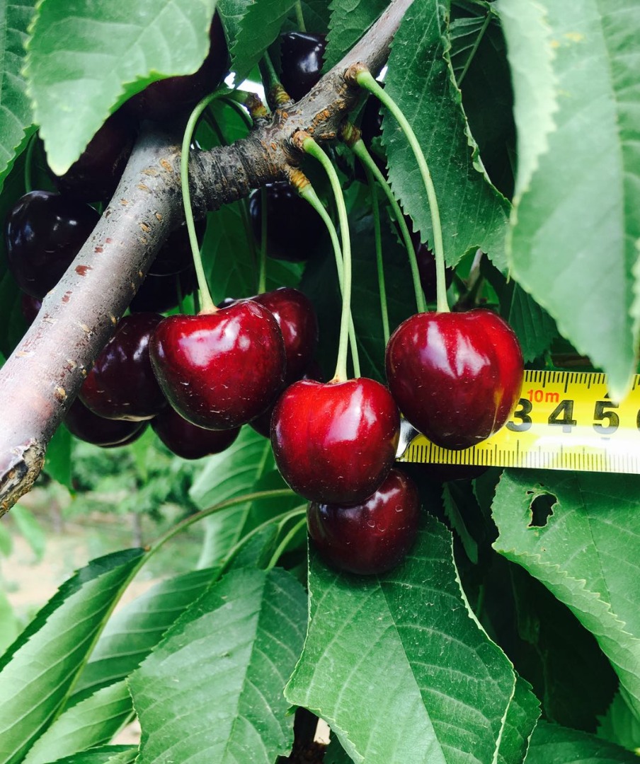 Our company offers delivery of the best sweet cherries from Ukraine