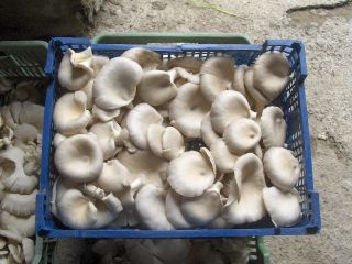 year-round cultivation of oyster mushrooms will establish a permanent