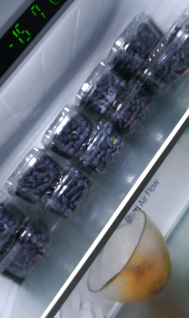 for sale berries Kamchatka berries manual collection, Canadian varieties AURORA Price negotiable