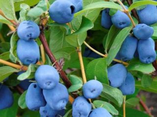 I will sell Kamchatka blue - Wojtuś variety. Fruits