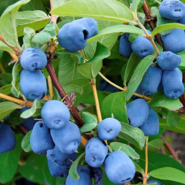 I will sell Kamchatka blue - Wojtuś variety