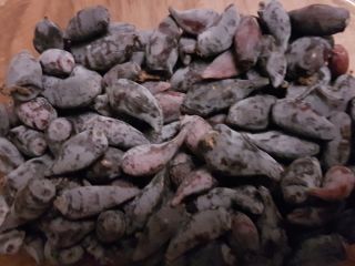 I will sell fruits from Kamchatka berries. Varieties of