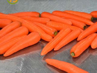 Fresh carrot Sizes S:80-150g M:150-200g L:200-250g XL:250-300g 3L:300g &