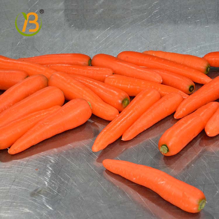Fresh carrot Sizes S:80-150g M:150-200g L:200-250g XL:250-300g 3L:300g & up Product origin :Shandong province,china Features : 1)Washed and polished 2)intact
