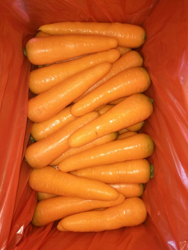 Fresh carrot Sizes S:80-150g M:150-200g L:200-250g XL:250-300g 3L:300g & up Product origin :Shandong province,china Features : 1)Washed and polished 2)intact