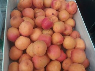 I will sell apricots, import from Spain, fresh, nice.