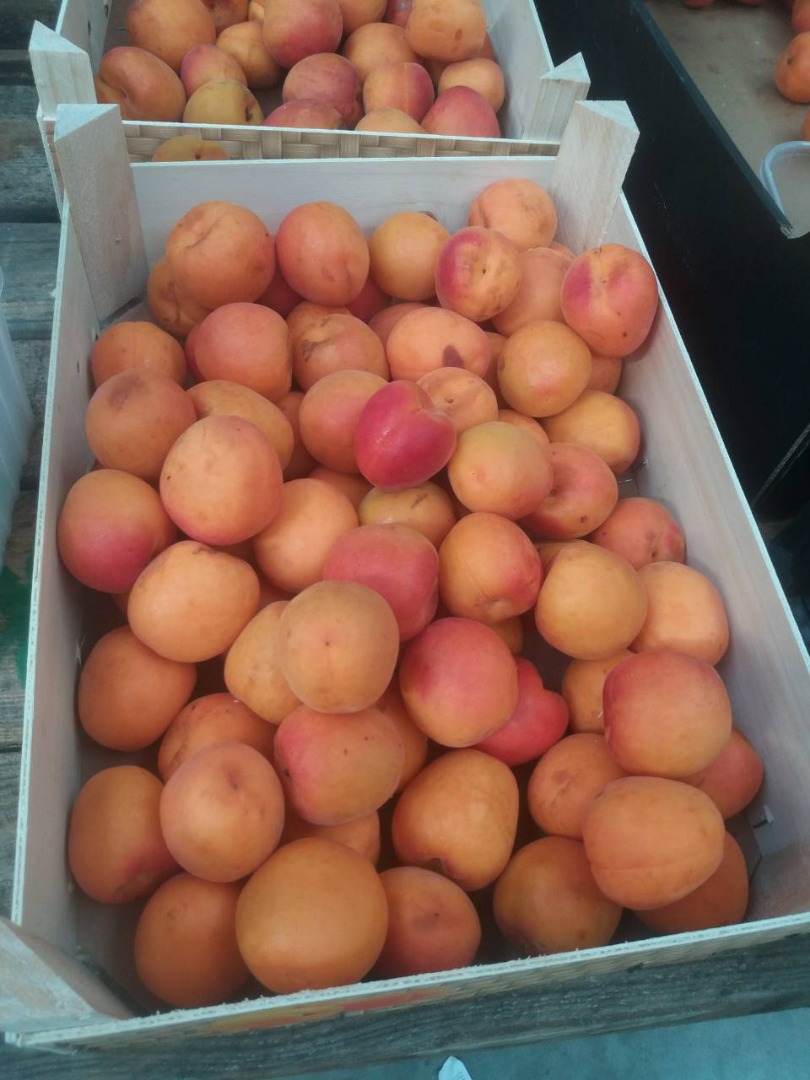 I will sell apricots, import from Spain, fresh, nice