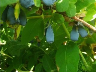 I invite you to purchase the berries of Jagoda