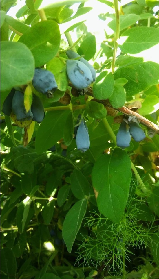 I invite you to purchase the berries of Jagoda Kamczacka from the family organic plantation