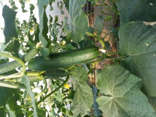 I will sell long greenhouse cucumber from my own