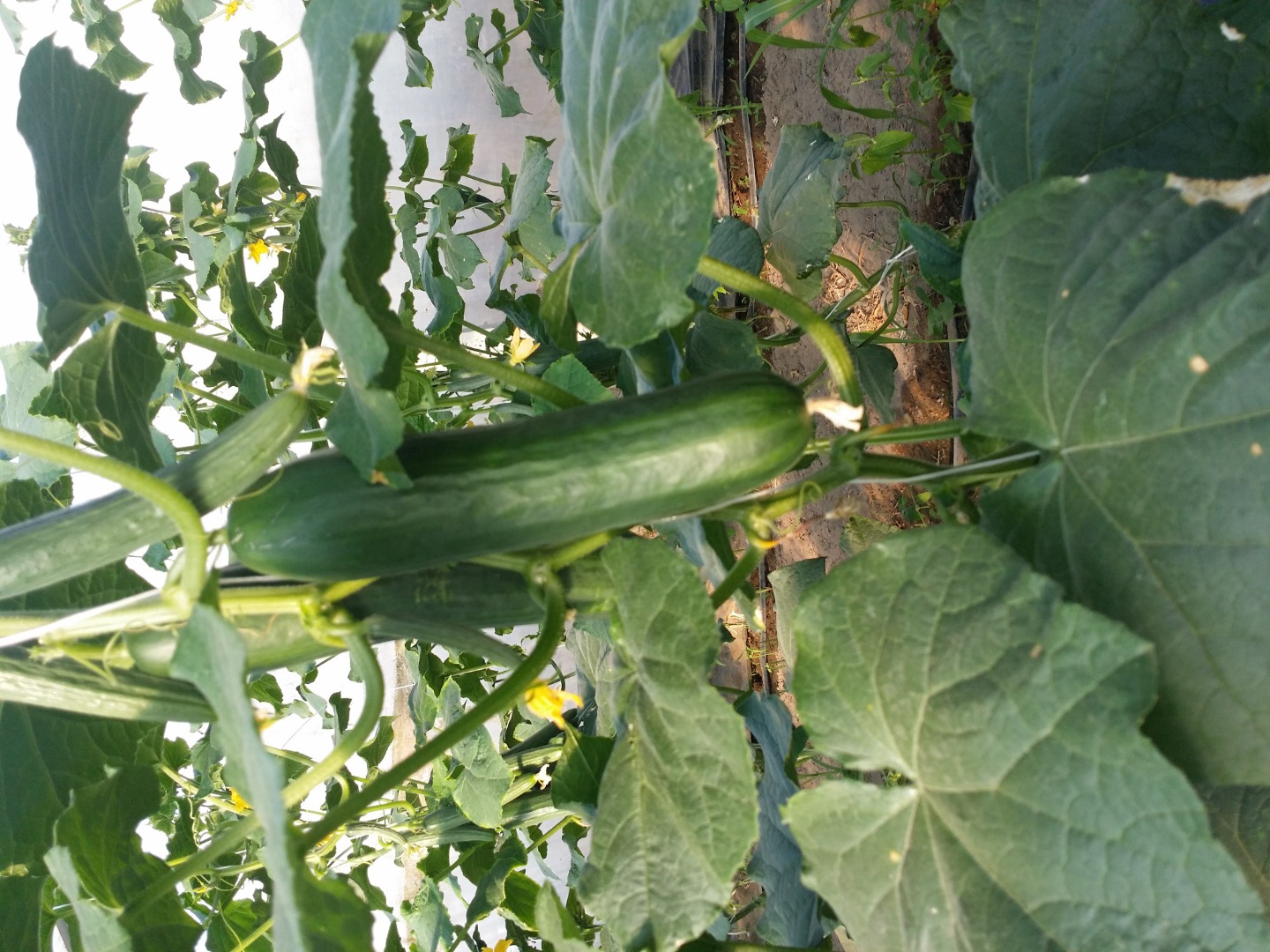 I will sell long greenhouse cucumber from my own production under cover