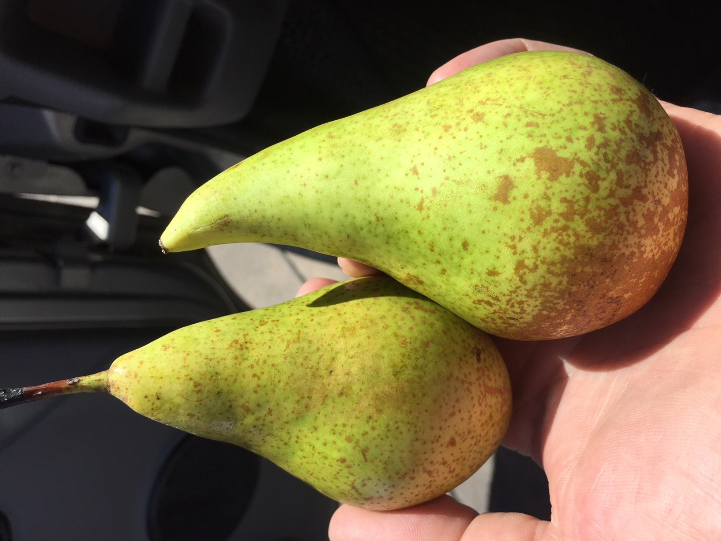 A Belgian producer sells pears sorted conference (packaging tailored to the customer's needs) or in bulk boxes