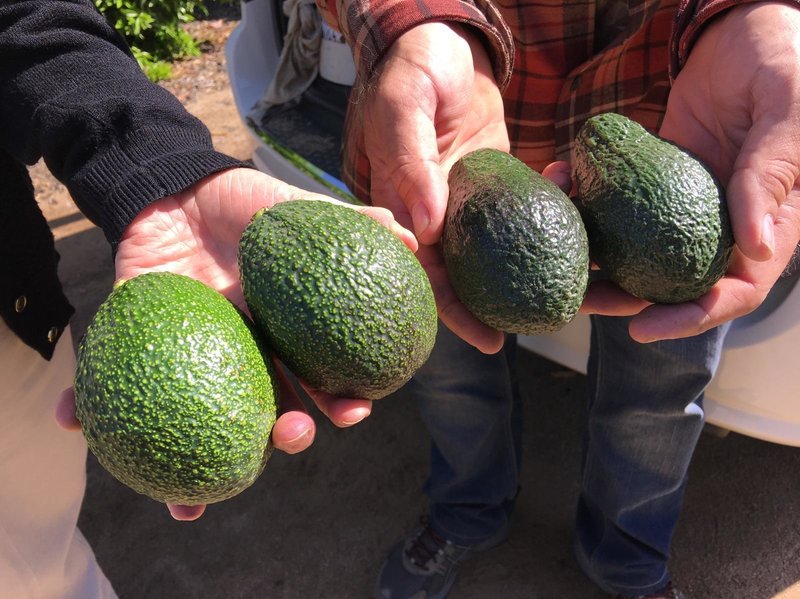 Fresh avocado sale All available cabbage varieties please contact us via e-mail or whatsApp for more information