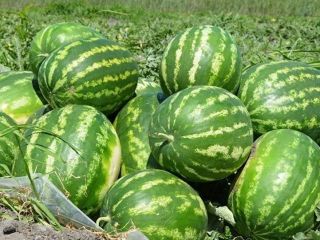 I will sell watermelon size caliber: medium, large. The