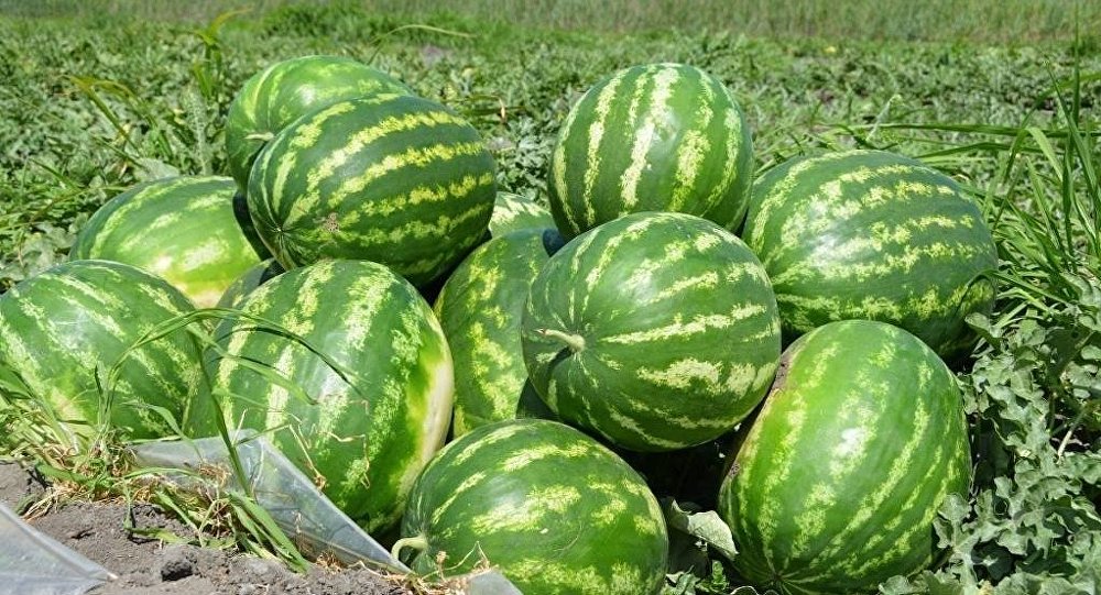 I will sell watermelon size caliber: medium, large