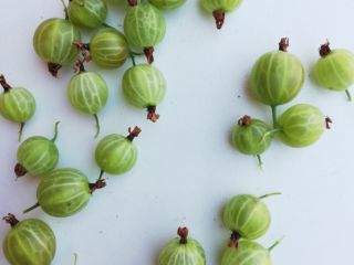 I will sell a nice healthy green gooseberry macurines