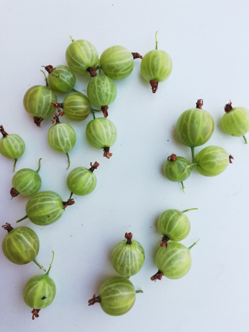 I will sell a nice healthy green gooseberry macurines harvesting harvesters
