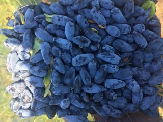 I will sell berries of kamchatka variety Wojtek, zojka