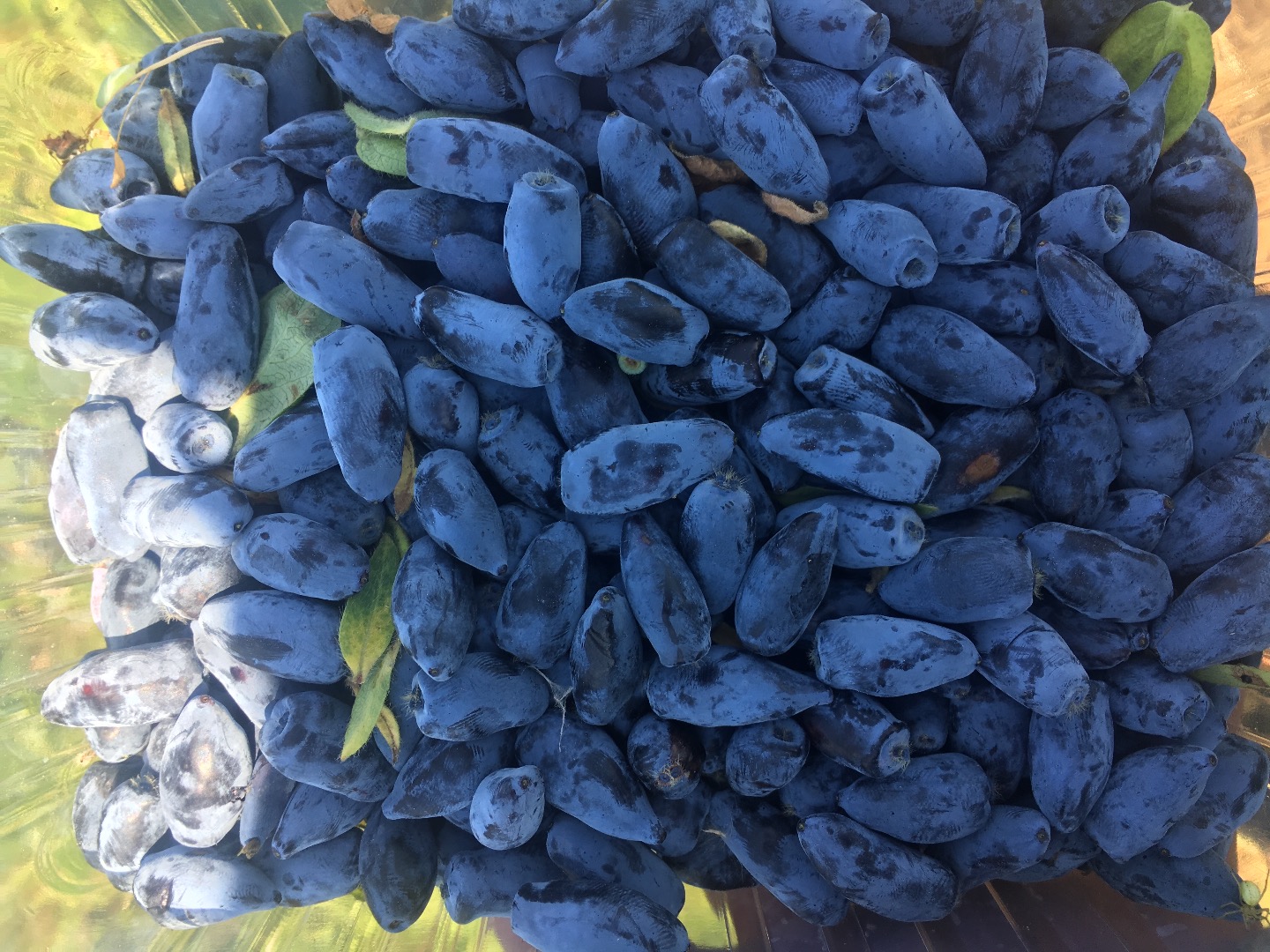 I will sell berries of kamchatka variety Wojtek, zojka