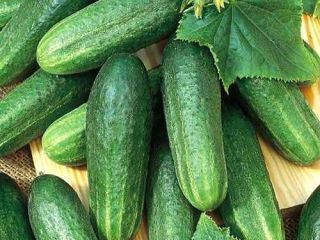 Harvesting of melon 2019 from Uzbekistan We offer fresh