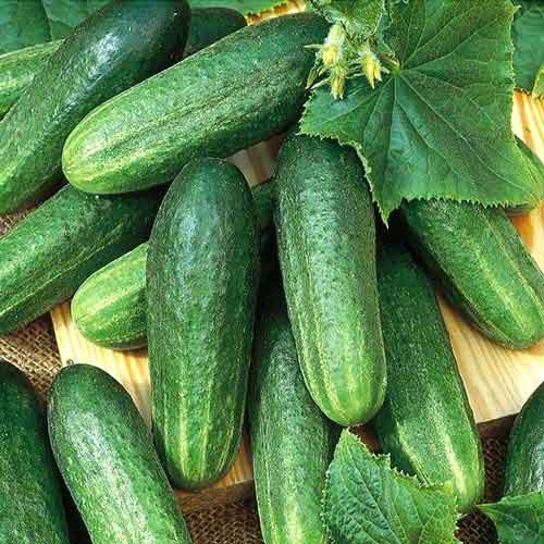 Harvesting of melon 2019 from Uzbekistan We offer fresh melons and watermelons