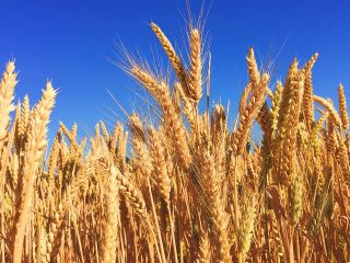 TechnoAgro Strategists Limited since its foundation it has developed