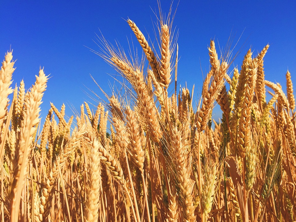 TechnoAgro Strategists Limited since its foundation it has developed into a Reliable Exports Company of higher quality Agro Products from Africa