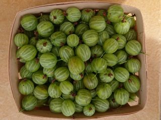 Sell gooseberries 20-25 tons, variety Mucurines, nice, thick fruit