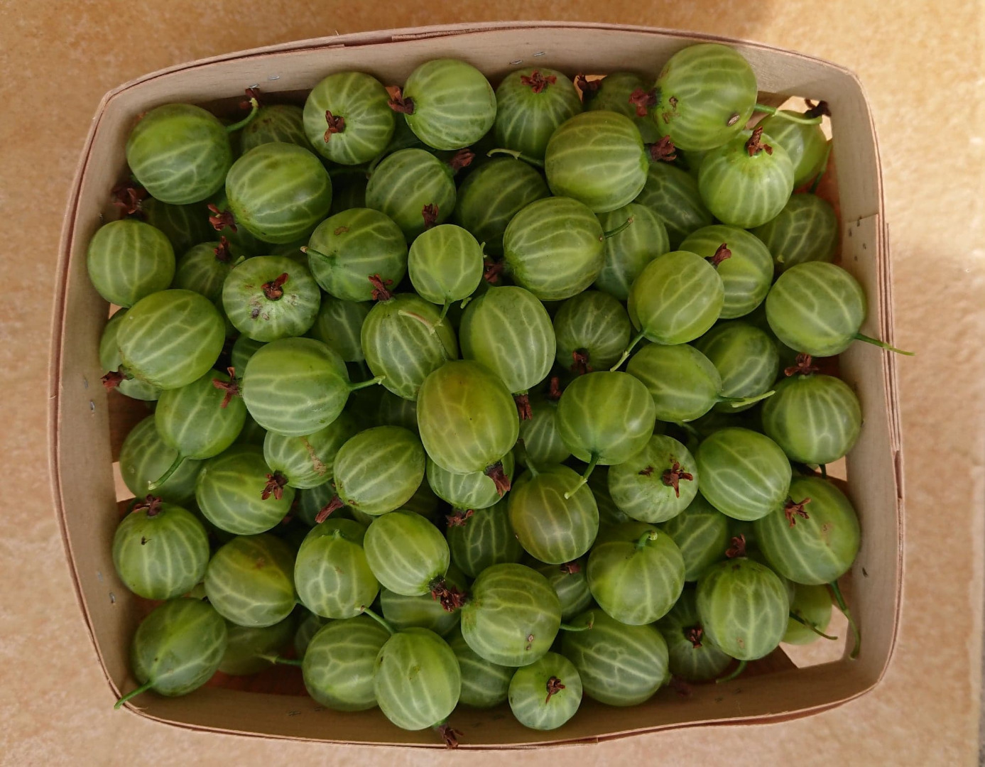 Sell gooseberries 20-25 tons, variety Mucurines, nice, thick fruit without powdery mildew