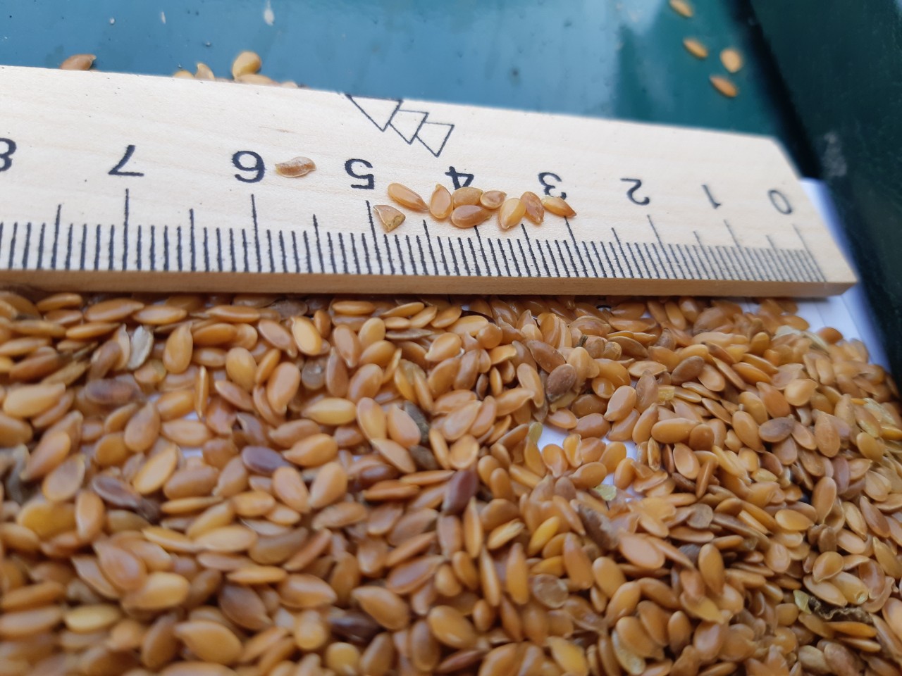 Moldavian Company ,, Anastasia Trading & Services SRL offering for sale Brown and Yellow Organic and Conventional flax seeds , packed in 25 kg multi-paper bags