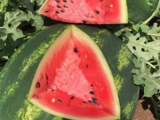 Hello, I have for sale sweet watermelon from Grecja